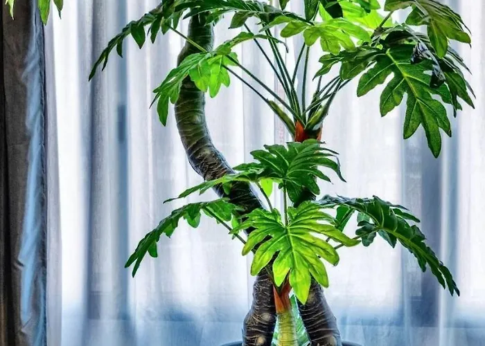 Lejlighedshotel High Level